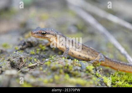 Una fase terrestre, subadulto liscio newt, Lissotriton vulgaris Foto Stock