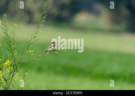 Lo stonechat Siberiano o stonechat asiatico è una specie recentemente convalidata della famiglia dei flycatcher del Vecchio mondo. Foto Stock
