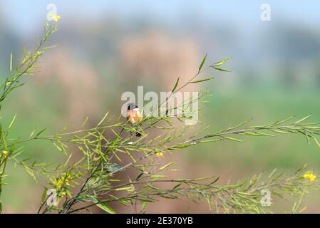 Lo stonechat Siberiano o stonechat asiatico è una specie recentemente convalidata della famiglia dei flycatcher del Vecchio mondo. Foto Stock