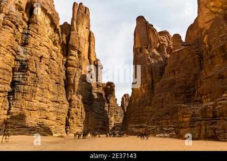 Cammelli, rocce bizzarre, anfiteatro di Ouinimia, patrimonio mondiale dell'UNESCO, altopiano di Ennedi, Ciad Foto Stock