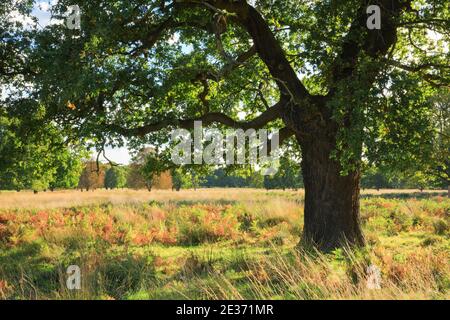 Oak, Richmond Park, Inghilterra, Gran Bretagna Foto Stock