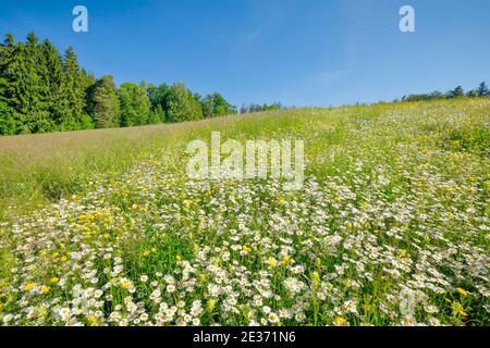 Magerwiese, Zurigo Oberland, Svizzera Foto Stock