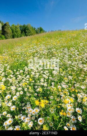 Magerwiese, Zurigo Oberland, Svizzera Foto Stock