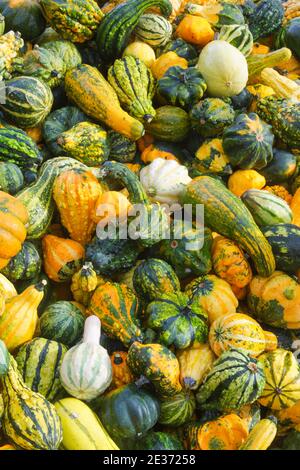 Zucche ornamentali, Svizzera Foto Stock