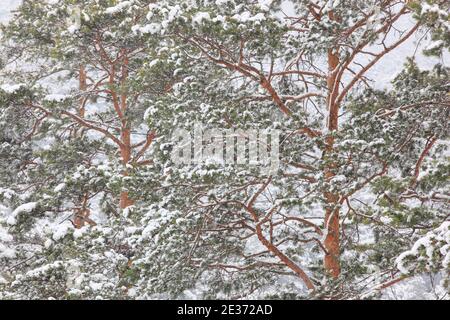 Foresta innevata, Svizzera Foto Stock