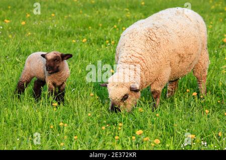 Pecora a testa bruna (Ovis ammon) ariete, in primavera, Svizzera Foto Stock