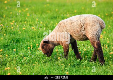 Pecora a testa bruna (Ovis ammon) ariete, in primavera, Svizzera Foto Stock