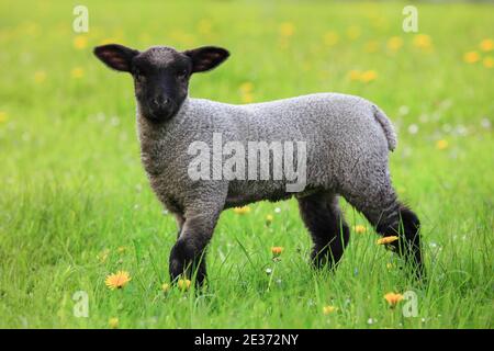 Pecora a testa bruna (Ovis ammon) ariete, in primavera, Svizzera Foto Stock