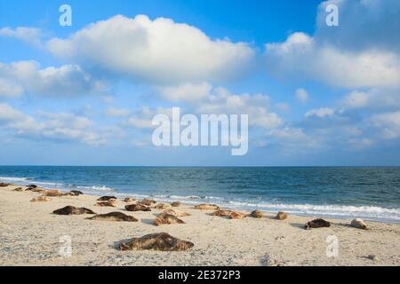 Colonia di foche grigie, Helgoland, Germania Foto Stock