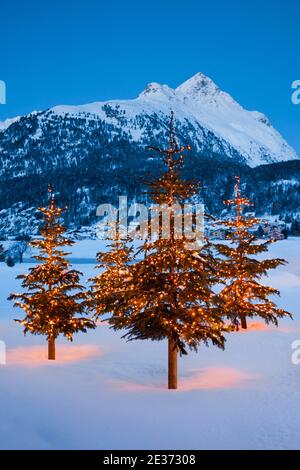 Alberi di Natale vicino Silvaplana, Piz Polaschin sullo sfondo, Svizzera Foto Stock
