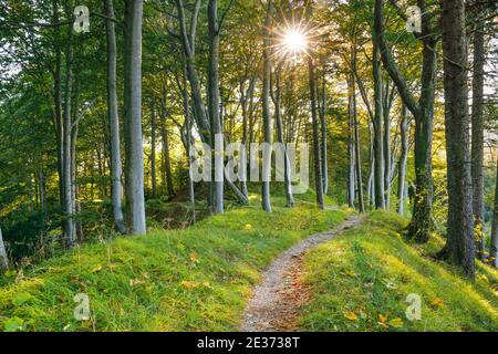 Waldweg, Basilea-Campagna, Svizzera Foto Stock