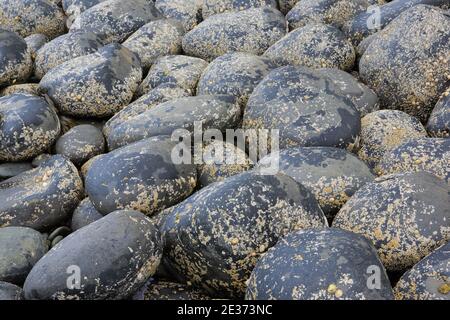 Spiaggia di pietra a Northumberland, Gran Bretagna Foto Stock