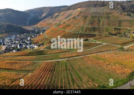 Colorata atmosfera d'autunno nei vigneti della valle dell'Ahr, Renania-Palatinato, Germania Foto Stock