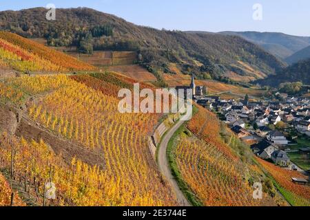 Colorata atmosfera d'autunno nei vigneti della valle dell'Ahr, Renania-Palatinato, Germania Foto Stock