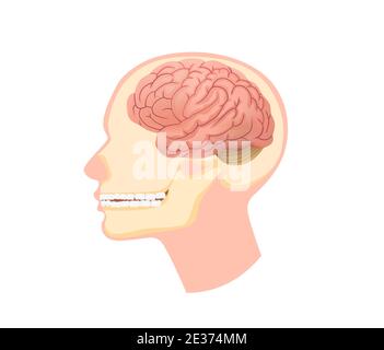 Illustrazione della struttura anatomica della testa umana. Cranio in sezione con cervello e muscoli submandibolari dentali. Illustrazione Vettoriale