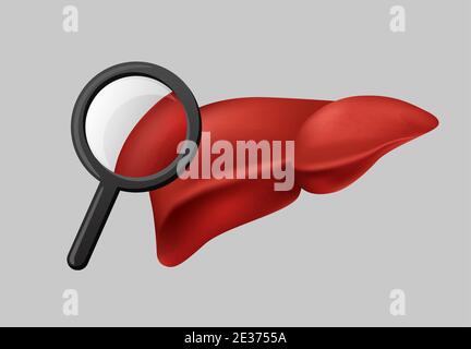 Analisi della funzionalità epatica clipart. La lente di ingrandimento migliora il processo di esame del tessuto del fegato rosso umano e l'ottimizzazione fisiologica. Illustrazione Vettoriale