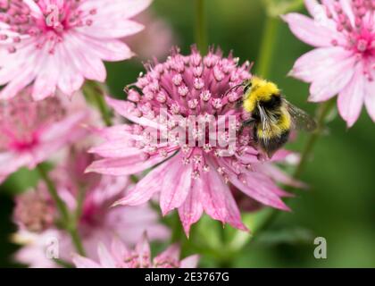 Maschio Bumblebee precoce (Bombus pratorum) foraggio su Astrantia 'Roma' Foto Stock