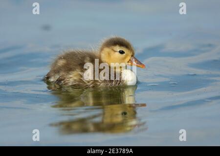 Mallard, Anas platyrhynchos, anatroccolo sul lago artificiale di Farmoor, Oxfordshire, 14 maggio 2017. Foto Stock