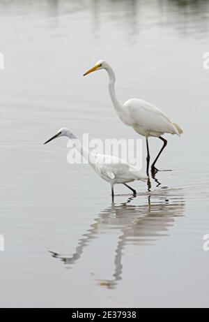 Great White Egret, Ardea alba, e Little Egret, Egretta garzetta, caccia alla Frampton Marsh Reserve, Lincolnshire, 2 settembre 2017. Foto Stock