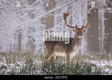 Duelmen, NRW, Germania. 17 gennaio 2021. Un maschio (buck) si trova nella neve. Una mandria di daino (dama dama) cervi per mangiare nella neve fresca alla Riserva Naturale di Duelmen. I ranger della foresta hanno fornito alcune barbabietole supplementari per le grandi mandrie che vagano liberamente in foresta e nel bosco. Credit: Imageplotter/Alamy Live News Foto Stock