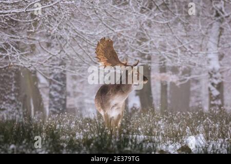 Duelmen, NRW, Germania. 17 gennaio 2021. Un maschio (buck) si trova nella neve. Una mandria di daino (dama dama) cervi per mangiare nella neve fresca alla Riserva Naturale di Duelmen. I ranger della foresta hanno fornito alcune barbabietole supplementari per le grandi mandrie che vagano liberamente in foresta e nel bosco. Credit: Imageplotter/Alamy Live News Foto Stock