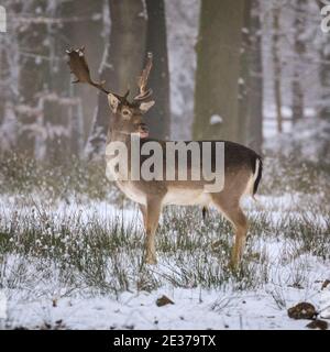 Duelmen, NRW, Germania. 17 gennaio 2021. Un maschio (buck) si trova nella neve. Una mandria di daino (dama dama) cervi per mangiare nella neve fresca alla Riserva Naturale di Duelmen. I ranger della foresta hanno fornito alcune barbabietole supplementari per le grandi mandrie che vagano liberamente in foresta e nel bosco. Credit: Imageplotter/Alamy Live News Foto Stock