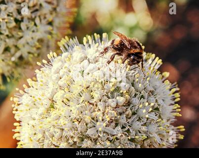L'ape raccoglie il polline da piante di fiori e pollinati. Messa a fuoco selettiva Foto Stock