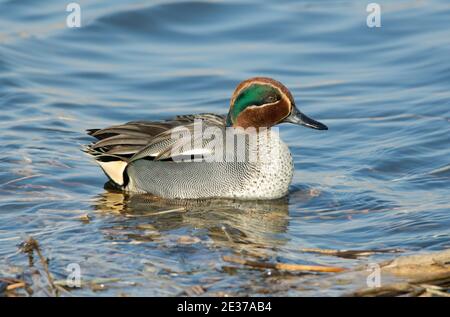 Drake Teal, Anas Crecca, nuotando al bordo delle acque presso la riserva naturale Otmoor di RSPB, Oxfordshire, 24 febbraio 2018. Foto Stock