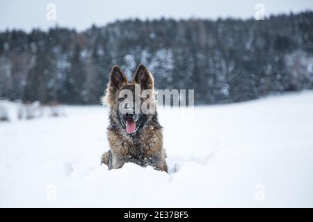 Ritratto di un cane da pastore tedesco (alsaziano) che giace nel neve Foto Stock