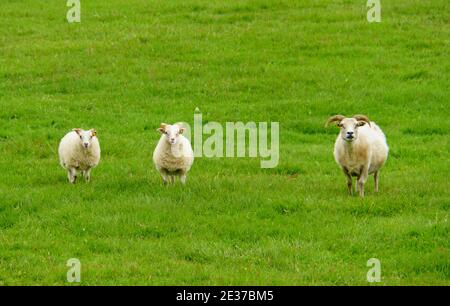 Tre capre bianche su un campo verde in Islanda Foto Stock