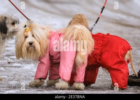 Duelmen, NRW, Germania. 17 gennaio 2021. Due morbidi cani sono chiaramente pronti per la loro passeggiata invernale, indossando abiti da neve dai colori vivaci. Uno strato di neve fresca è caduto durante la notte, trasformando la campagna di Muensterland in un paese delle meraviglie invernali per alcuni giorni. Credit: Imageplotter/Alamy Live News Foto Stock