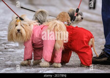 Duelmen, NRW, Germania. 17 gennaio 2021. Due morbidi cani sono chiaramente pronti per la loro passeggiata invernale, indossando abiti da neve dai colori vivaci. Uno strato di neve fresca è caduto durante la notte, trasformando la campagna di Muensterland in un paese delle meraviglie invernali per alcuni giorni. Credit: Imageplotter/Alamy Live News Foto Stock