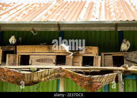 Piccioni all'interno della loro casa, Noakhali, Bangladesh. Foto Stock