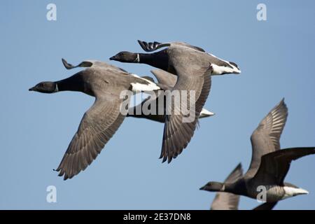 Branta bernica bernicla bernica in volo sopra la riserva naturale Frampton Marsh dell'RSPB, Lincolnshire, 19 aprile 2018. Foto Stock