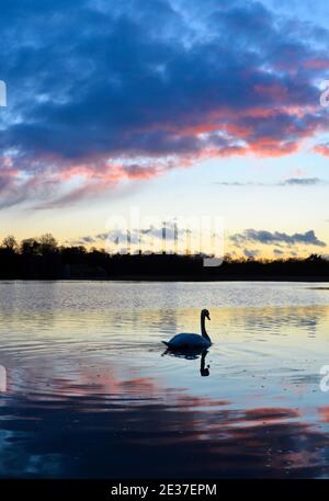 Un cigno al tramonto a Groby Pool nel Leicestershire Foto Stock