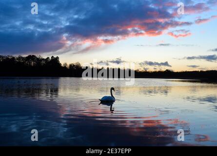 Un cigno al tramonto a Groby Pool nel Leicestershire Foto Stock