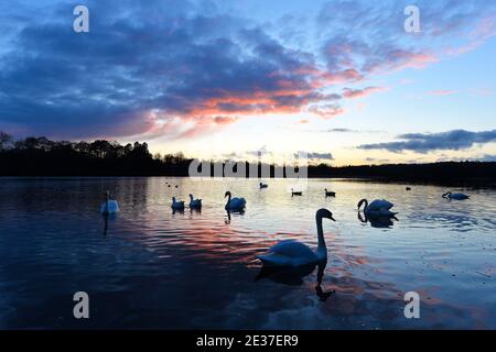 Un cigno al tramonto a Groby Pool nel Leicestershire Foto Stock