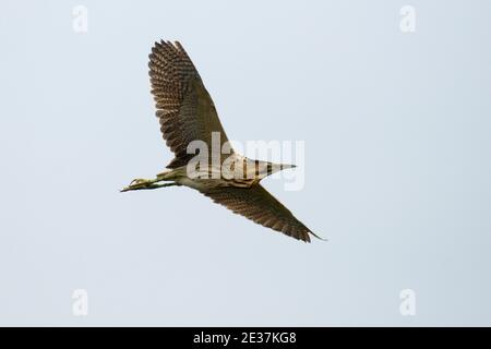 Bittern, Botaurus stellaris, in volo alla RSPB's Ham Wall Reserve, Somerset, 10 giugno 2018. Foto Stock