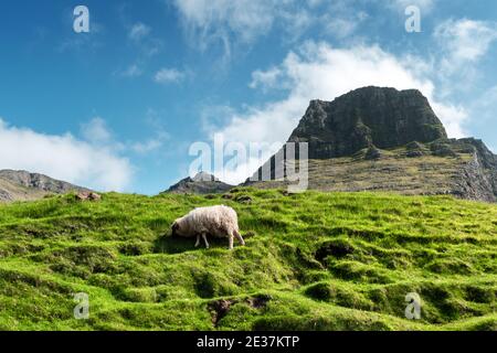 Vista mattutina sulle isole Faroe estive con pecore in primo piano e montagne sullo sfondo. Isola di Vagar, Danimarca. Fotografia di paesaggio Foto Stock