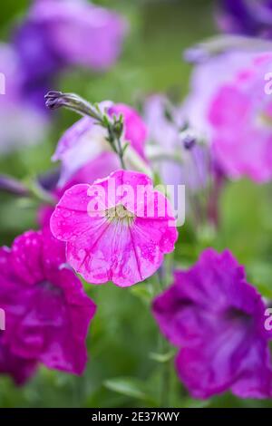 Seashore falso fiore bindweed fioritura, Calystegia soldanella pianta che cresce all'aperto Foto Stock