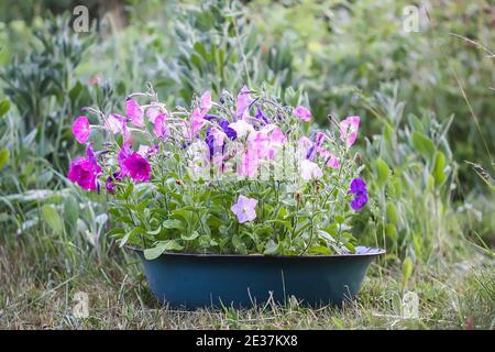 Seashore falso fiore bindweed fioritura, Calystegia soldanella pianta che cresce all'aperto Foto Stock