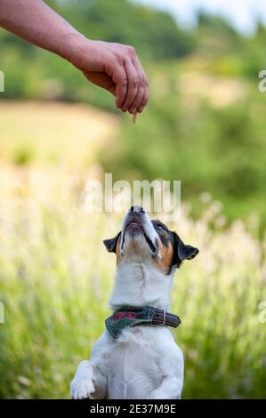 Jack Russell Terrier eseguire trucchi. Cani addestrati in piedi su due gambe con zampe anteriori in aria e miranti a un trattamento da parte delle mani del formatore Foto Stock