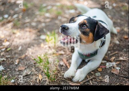 Jack Russell Terrier sta abbaiando/facendo faccia aggressiva. Jack Russell sono cani molto amichevoli ma hanno un atteggiamento feroce Foto Stock