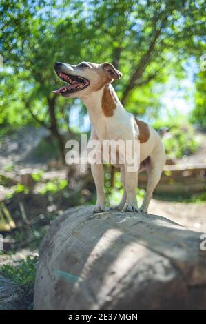 Jack Russell Terrier con muso bianco è in piedi in un ambiente naturale in una giornata di sole Foto Stock