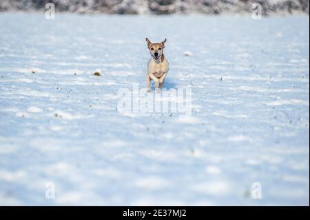 Jack Russell Terrier sta correndo in un campo innevato. Scatto a distanza, spazio per la copia, bianco Foto Stock