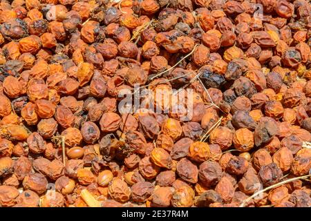 Essiccare i frutti dell'albero di argan nella procedura di fare l'olio di argan. Marocco. Foto Stock