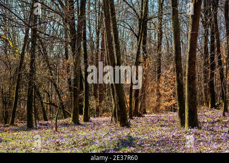 la foresta fiorisce in un crocus. splendido paesaggio naturale in primavera. alberi senza foglie in una giornata di sole Foto Stock