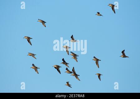 Piccolo gregge di Knot, Calidris canutus, in volo sopra le pozze di fango di lavaggio, visto dalla riserva naturale di Snettisham della RSPB, Norfolk, 19 aprile 2019. Foto Stock