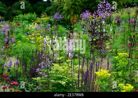 guglie di salvia Indigo, Thalictrum delavayi, letto misto, confine misto, annuali e perenni, rosa e. Fiori viola, fioritura, bordo caldo, RM Floral Foto Stock