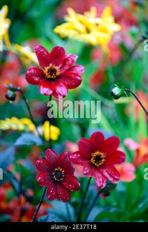 dahlia,dahlias singolo,seedling,vino fiore rosso,fiori rossi profondi,crosmia gialla,fiori rossi e gialli,fiori,fioritura,RM floreale Foto Stock